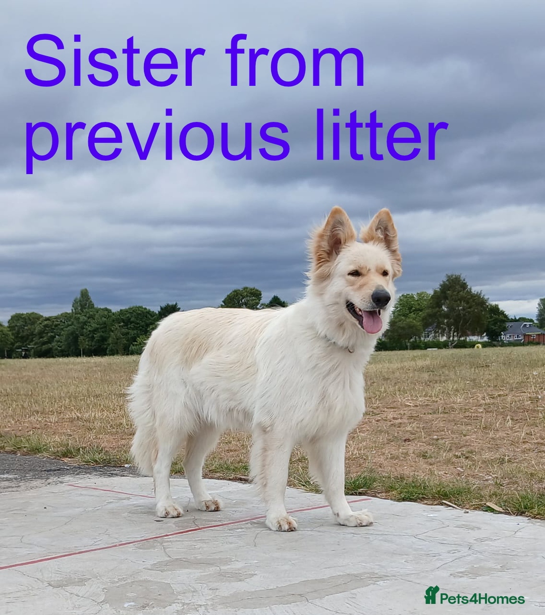 German Shepherd dogs for sale: Beautiful Chunky German Shepherd Puppies - Image 15
