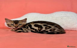 Bengal cats for sale: 🐾Purebred BENGAL Kittens🐾  - Image 14