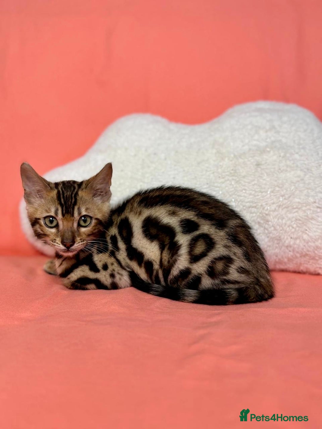 Bengal cats for sale: 🐾Purebred BENGAL Kittens🐾  - Image 14