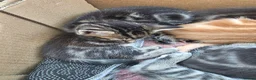 Mixed Breed cats for sale: Tabby kittens - Advert 2