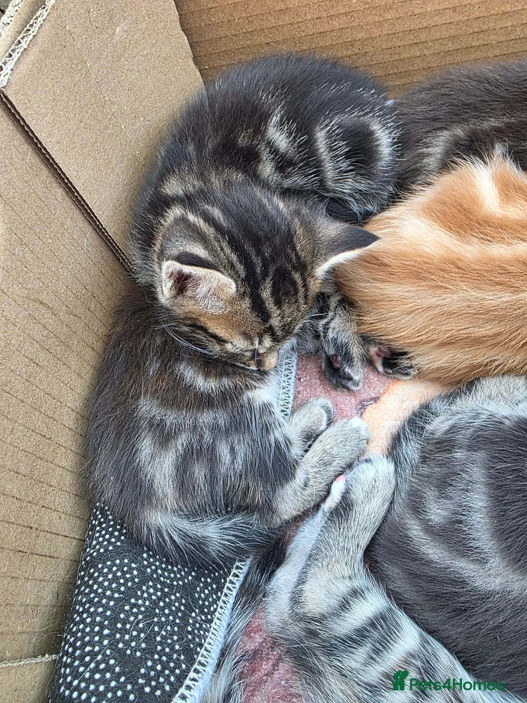 Mixed Breed cats for sale: Tabby kittens - Advert 2