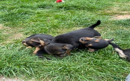 Mixed Breed dogs for sale: Jack Russell Black and Tan terrier puppies  - Image 17