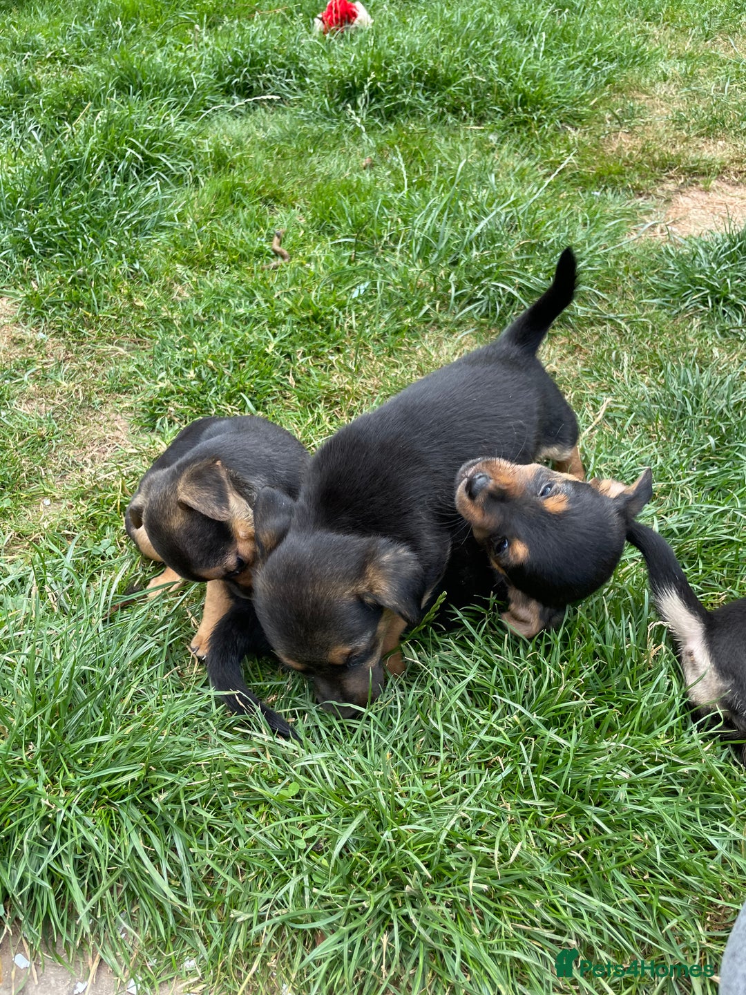 Mixed Breed dogs for sale: Jack Russell Black and Tan terrier puppies  - Image 17