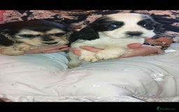 Cocker Spaniel dogs for sale: Adorable cocker spaniel puppy’s  - Image 4