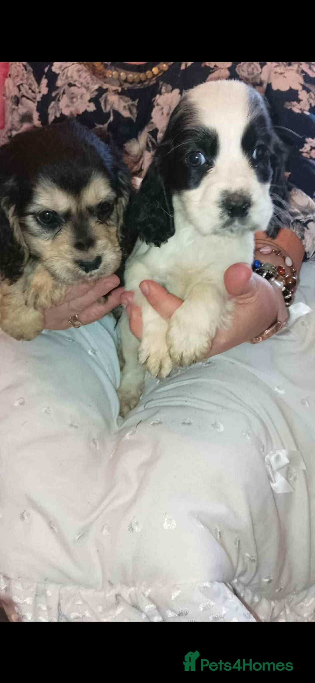 Cocker Spaniel dogs for sale: Adorable cocker spaniel puppy’s  - Image 4