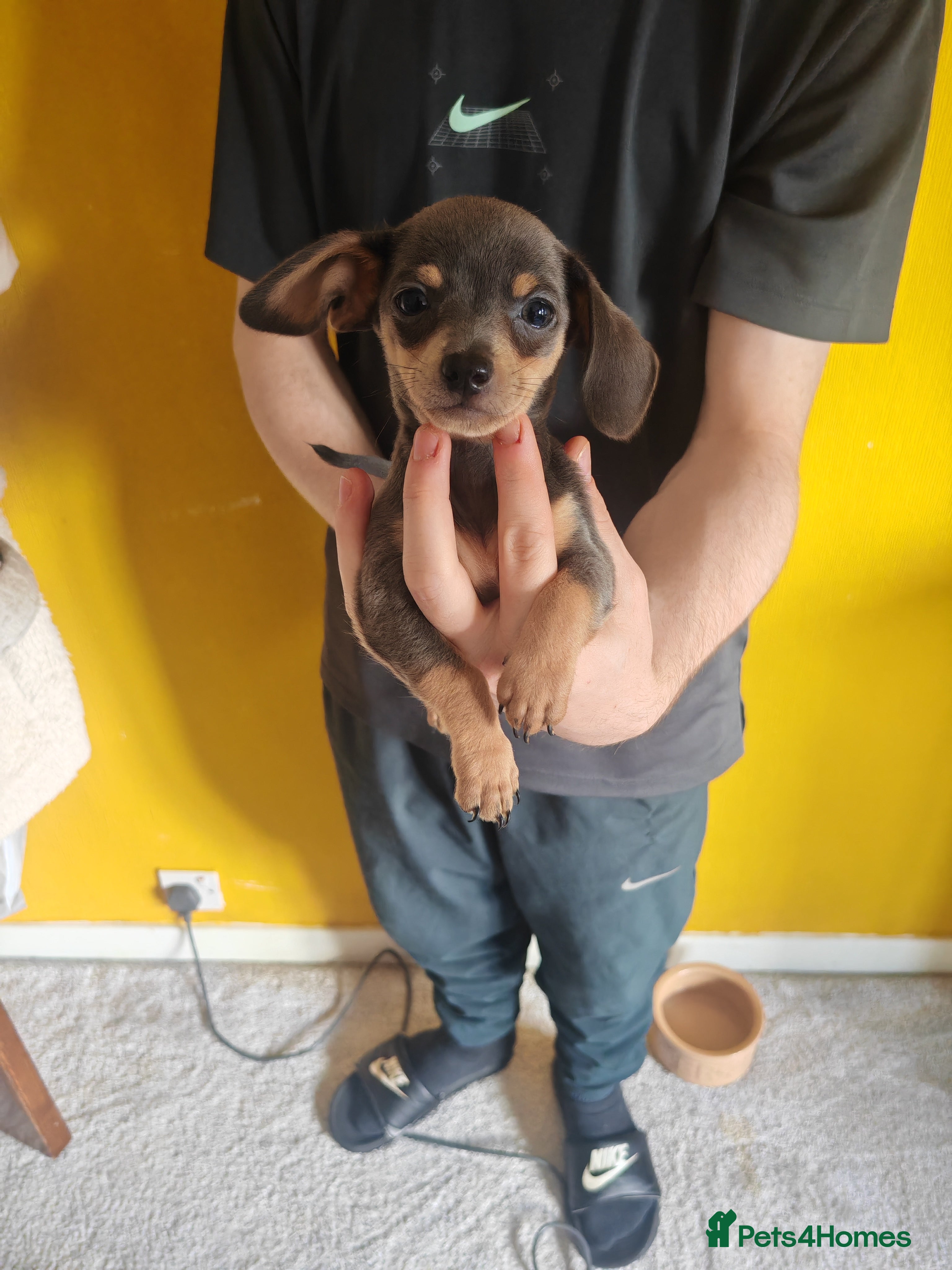 Chiweenie dogs for sale: Chiweenies  - Advert 12