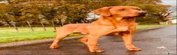 Labrador Retriever dogs for sale: Stunning working Labrador pups - Advert 3