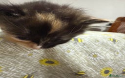 Ragdoll cats for sale: Ragdoll vs tuxedo mix breed 7 kitten for sale  in Hayes - Image 31