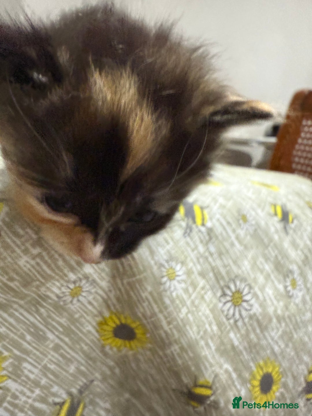 Ragdoll cats for sale: Ragdoll vs tuxedo mix breed 7 kitten for sale  in Hayes - Image 31
