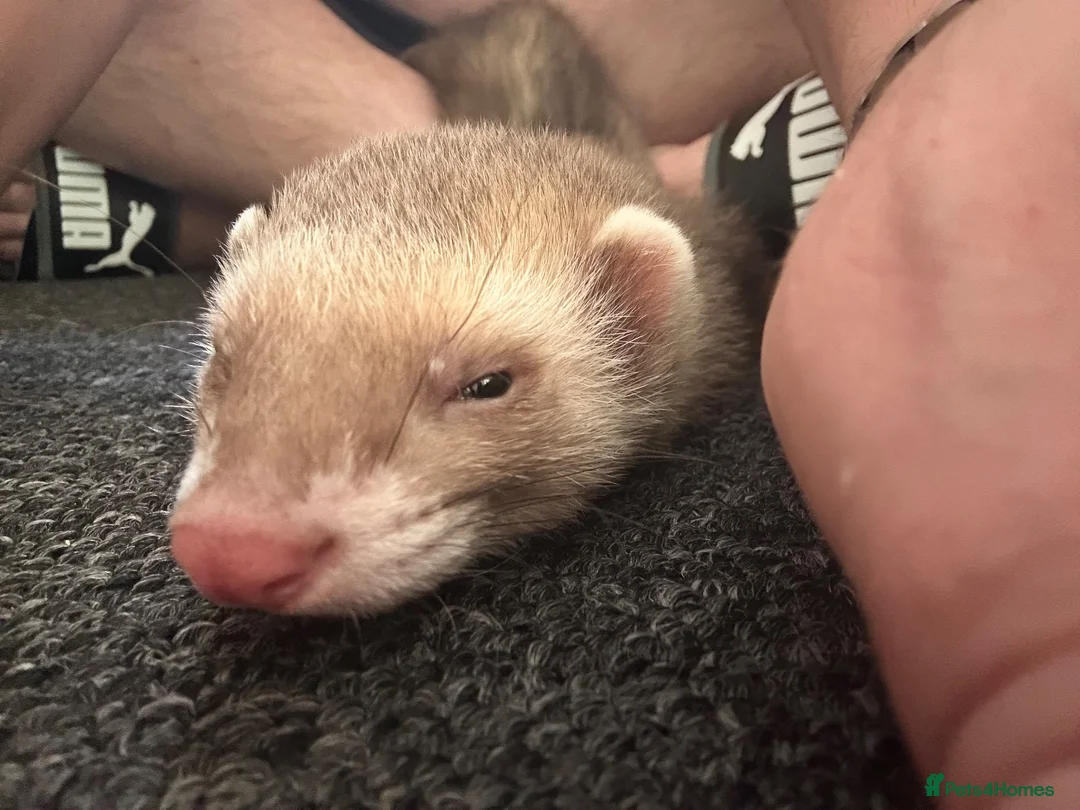 Ferret rodents for sale: Male Hob 13 weeks old  - Advert 2
