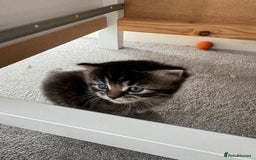 Mixed Breed cats for sale: Beautiful half Persian kittens - Image 15