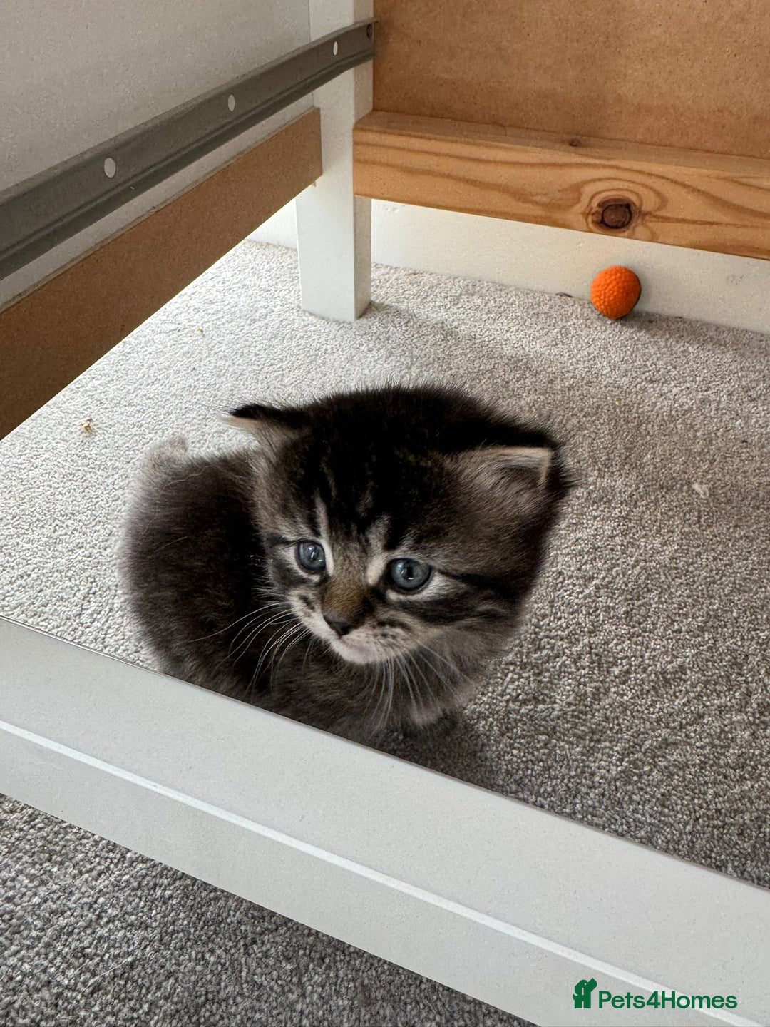 Mixed Breed cats for sale: Beautiful half Persian kittens - Image 15