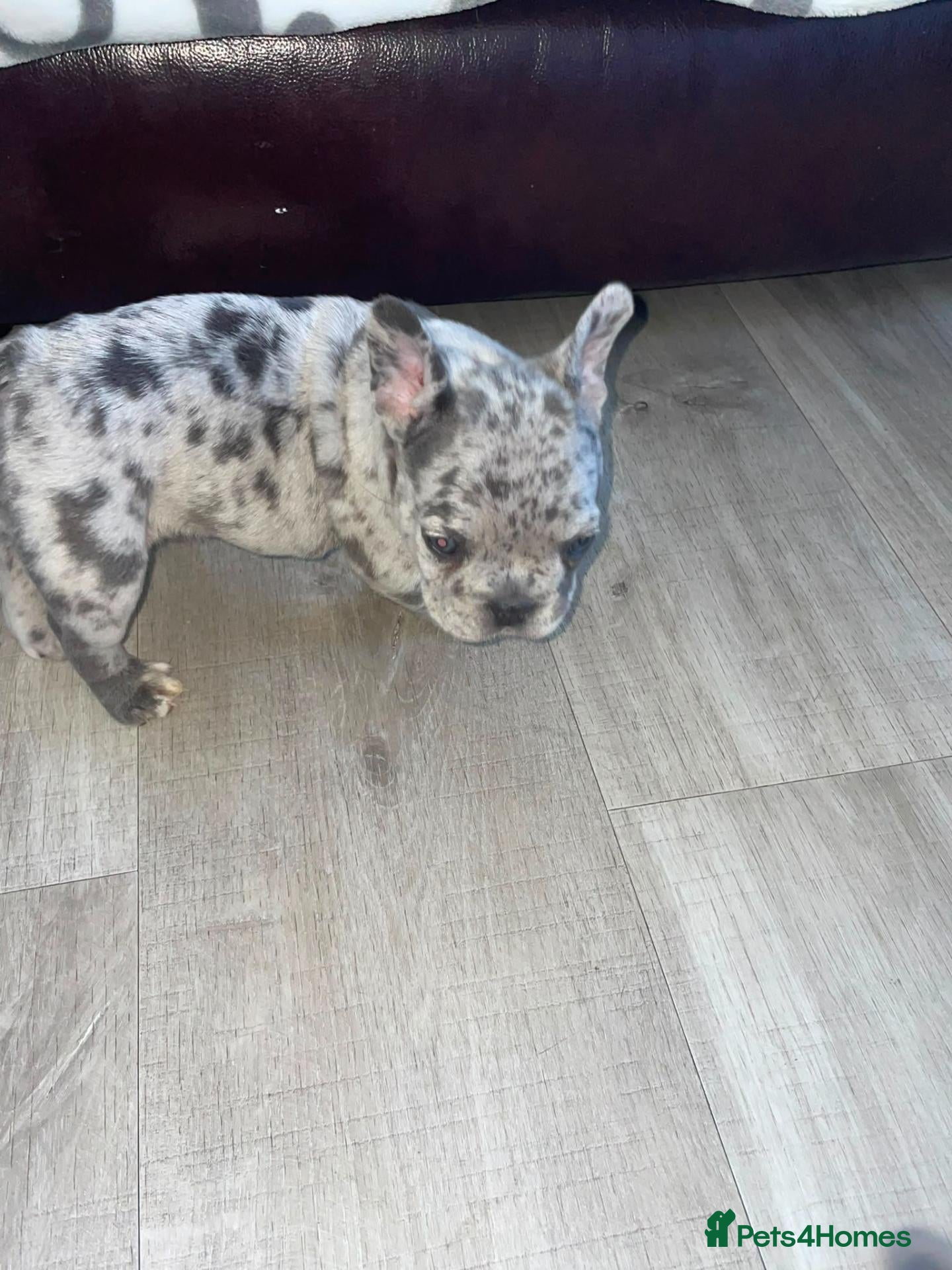 French Bulldog dogs French bulldog 🐶  - Advert 1
