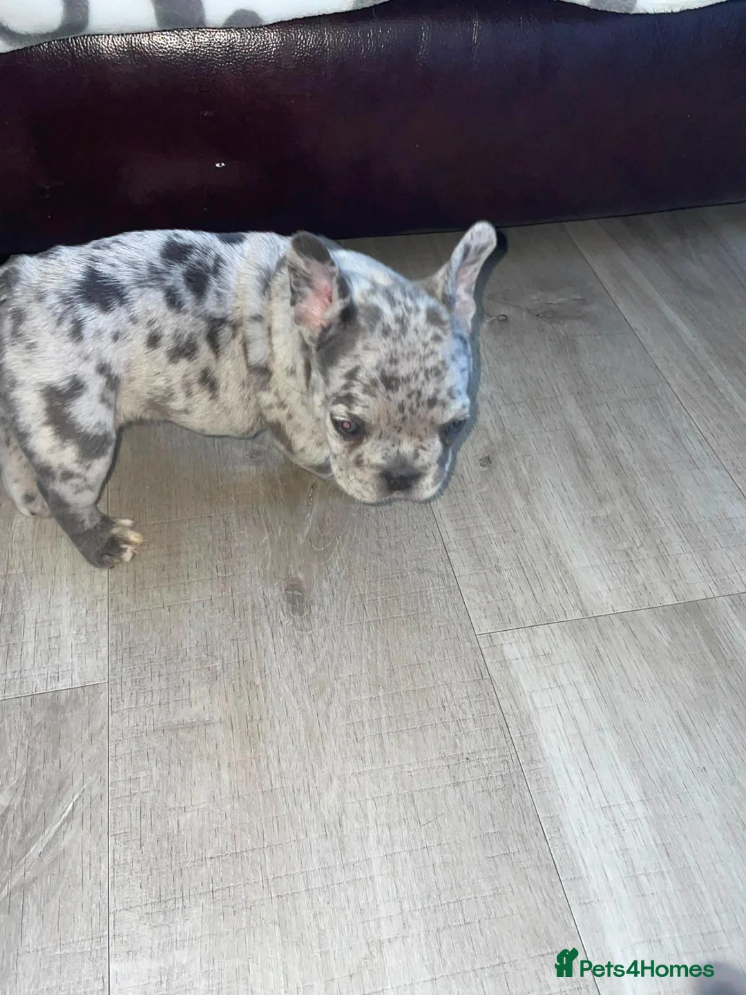 French Bulldog dogs for sale: French bulldog 🐶  - Advert 1
