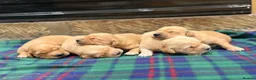 Golden Retriever dogs for sale: Gorgeous Golden Retrievers - Advert 1