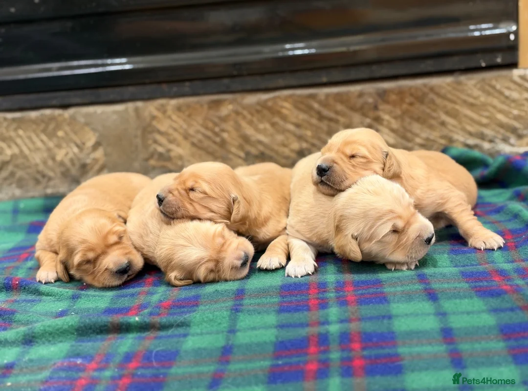 Golden Retriever dogs for sale: Gorgeous Golden Retrievers - Advert 1