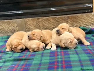 Golden Retriever dogs Gorgeous Golden Retrievers - Advert 1