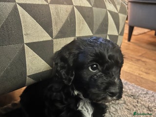 Cockapoo dogs - Advert 12