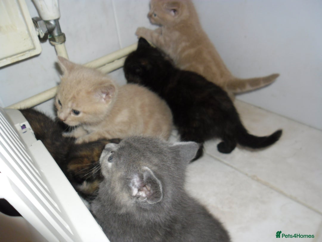 Mixed Breed cats for sale: 8 BEUTIFUL KITTENS FOR SALE - Image 11