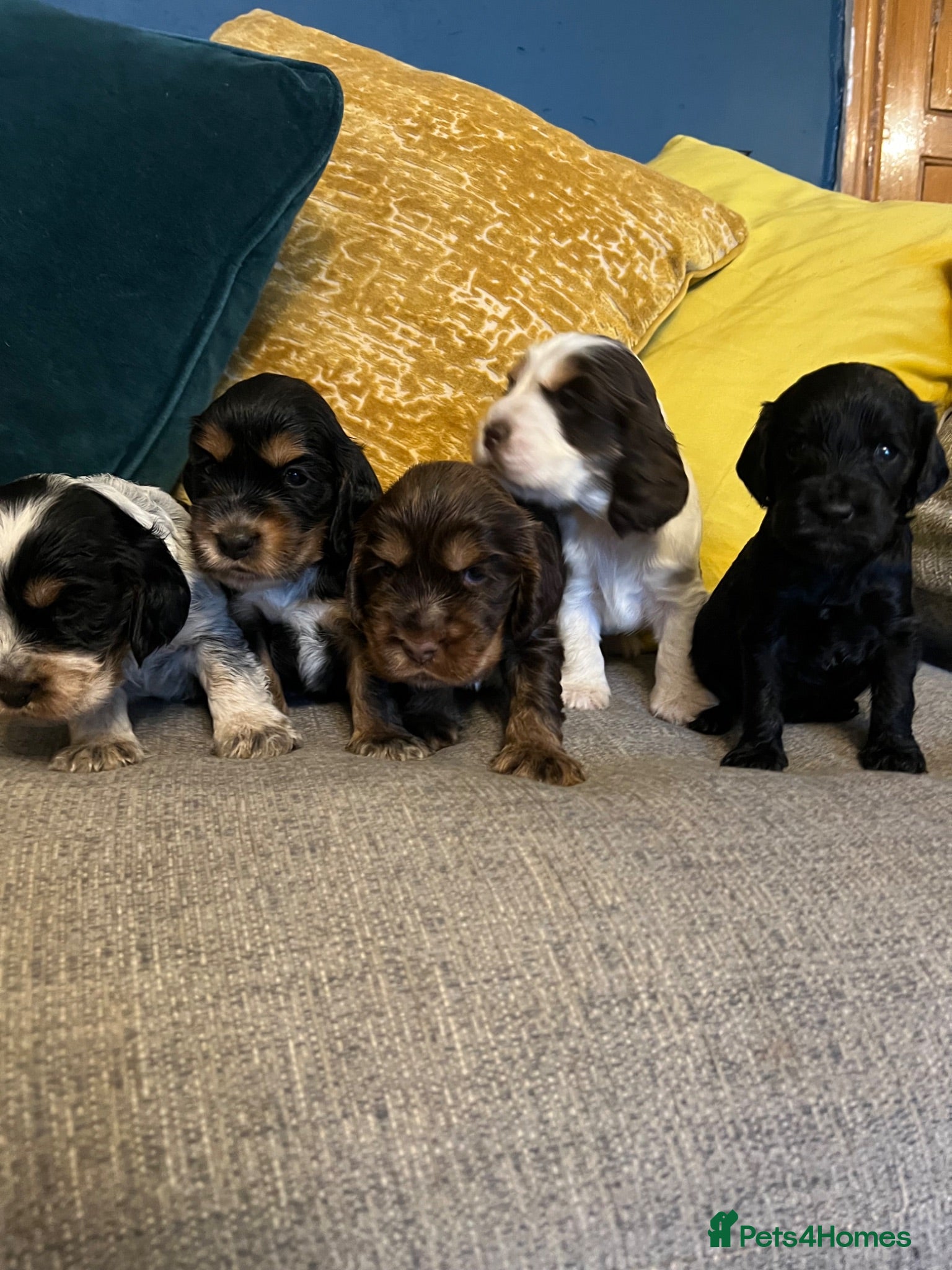 Cocker Spaniel dogs Show Type Cocker Spaniel Puppies - Advert 1