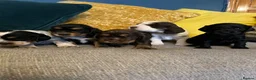 Cocker Spaniel dogs for sale: Show Type Cocker Spaniel Puppies - Advert 1