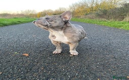 French Bulldog dogs for sale: 2x French bulldog - Image 4