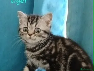 British Shorthair cats Bsh. Silver clasic tabby . - Advert 1