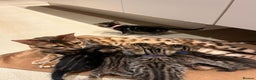 Bengal cats for sale: BEAUTIFUL BENGAL CROSS KITTENS-TWO GIRLS LEFT  - Advert 2