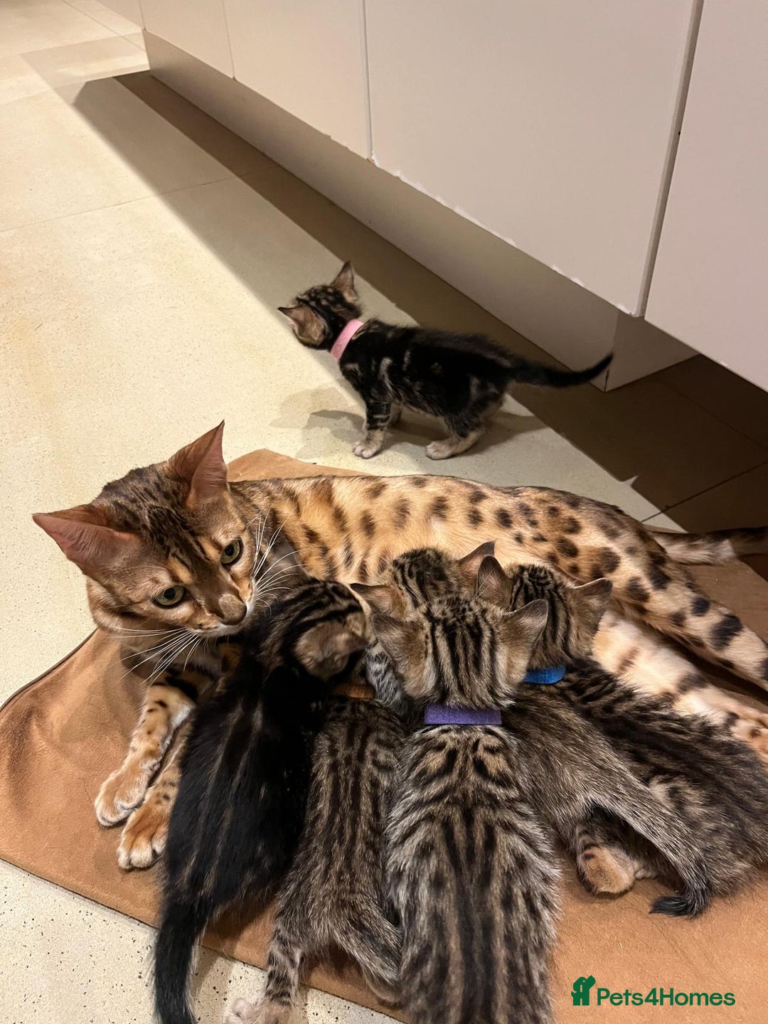 Bengal cats for sale: BEAUTIFUL BENGAL CROSS KITTENS-TWO GIRLS LEFT  - Advert 2