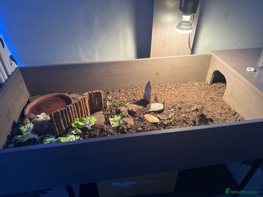 Hermann Tortoise reptiles for sale: Herman Tortoise & Table - Advert 2