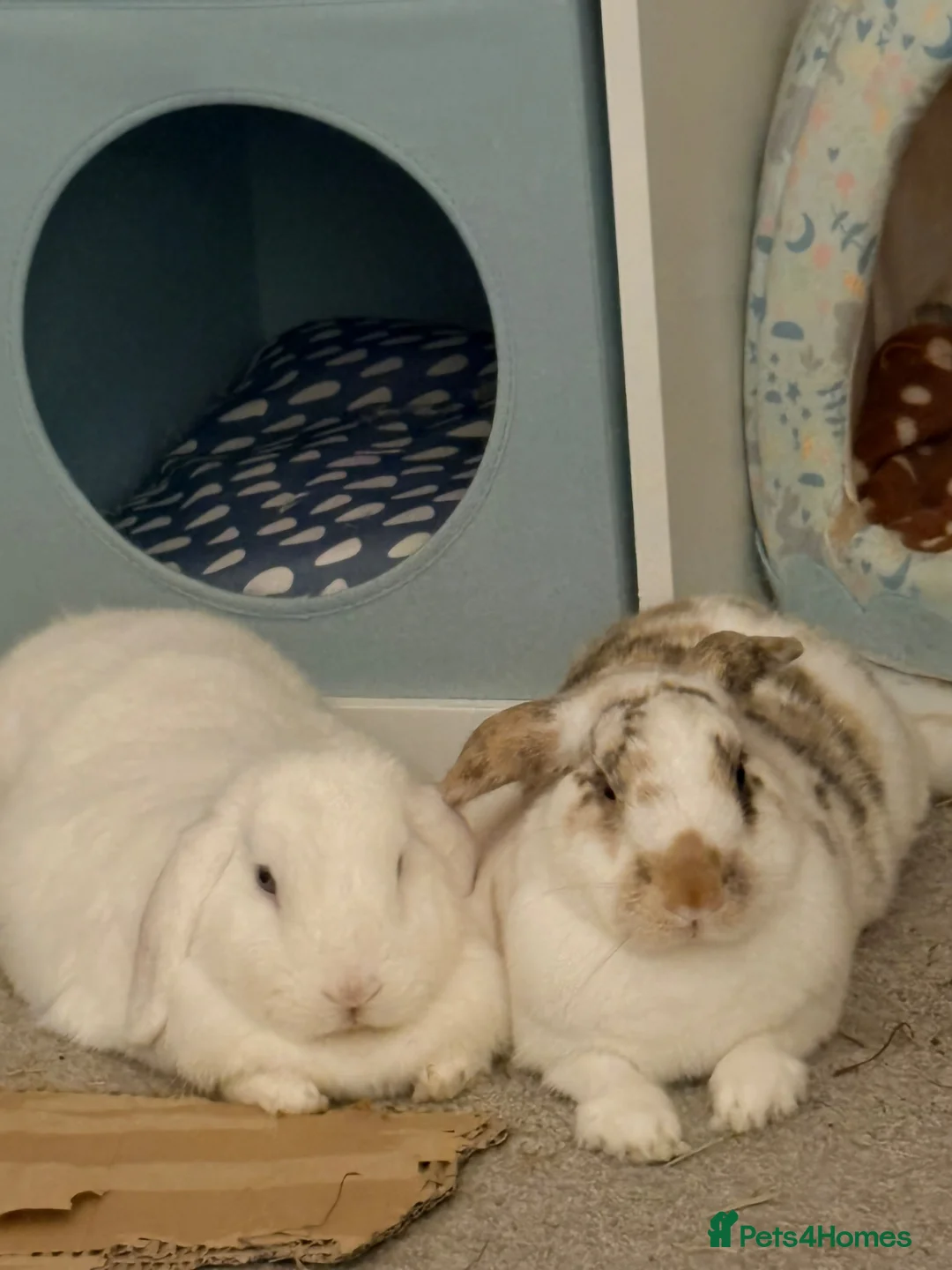 Mini Lop rabbits for sale: Snowy is looking for her forever home 🐇🤍 in London - Advert 3