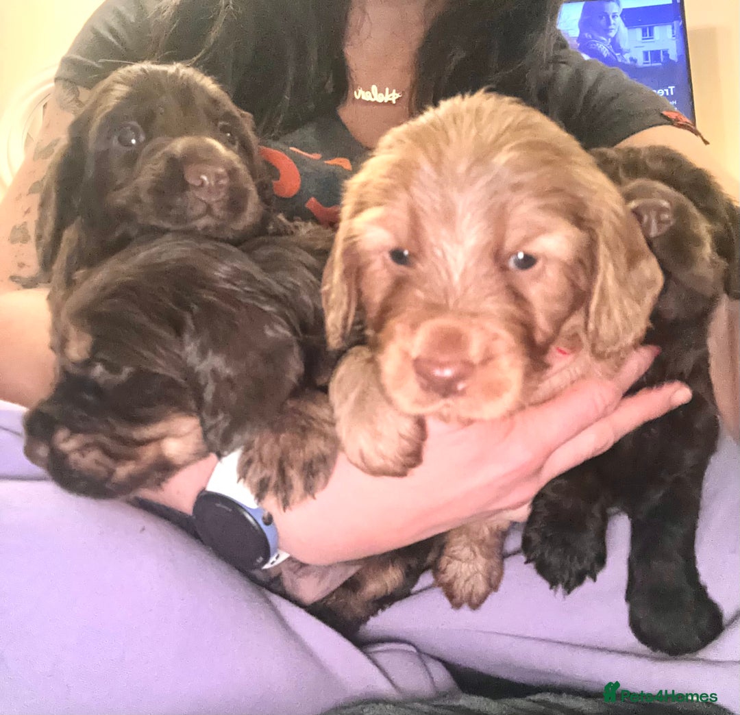 Cocker Spaniel dogs for sale: Cocker Spaniel Puppies- ready 17/12/25 - Advert 2