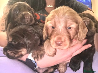 Cocker Spaniel dogs Cocker Spaniel Puppies- ready 17/12/25 - Advert 1