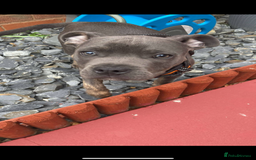 Staffordshire Bull Terrier dogs for sale: Dog for sale  - Image 5
