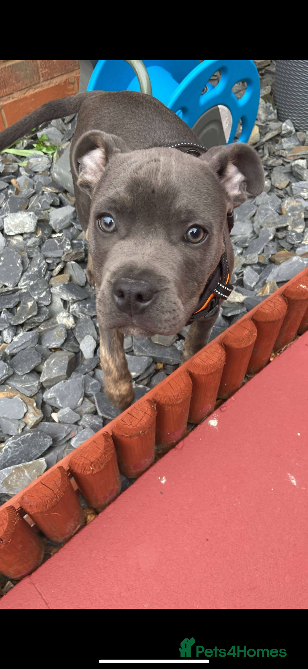 Staffordshire Bull Terrier dogs for sale: Dog for sale  - Image 5