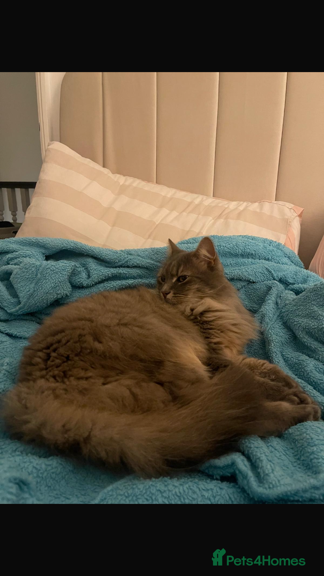 Mixed Breed cats for sale: Cat for rehoming  - Advert 2