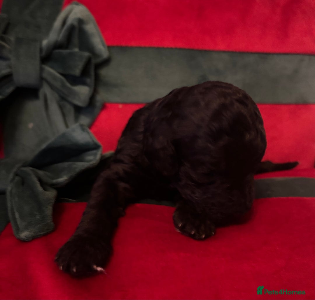 Cockapoo dogs for sale: ⭐️OUTSTANDING, HIGH QUALITY Cockapoo F1B Puppies⭐️ - Advert 8