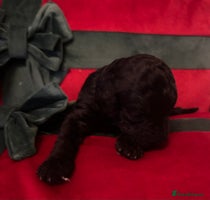 Cockapoo dogs ⭐️OUTSTANDING, HIGH QUALITY Cockapoo F1B Puppies⭐️ - Advert 1