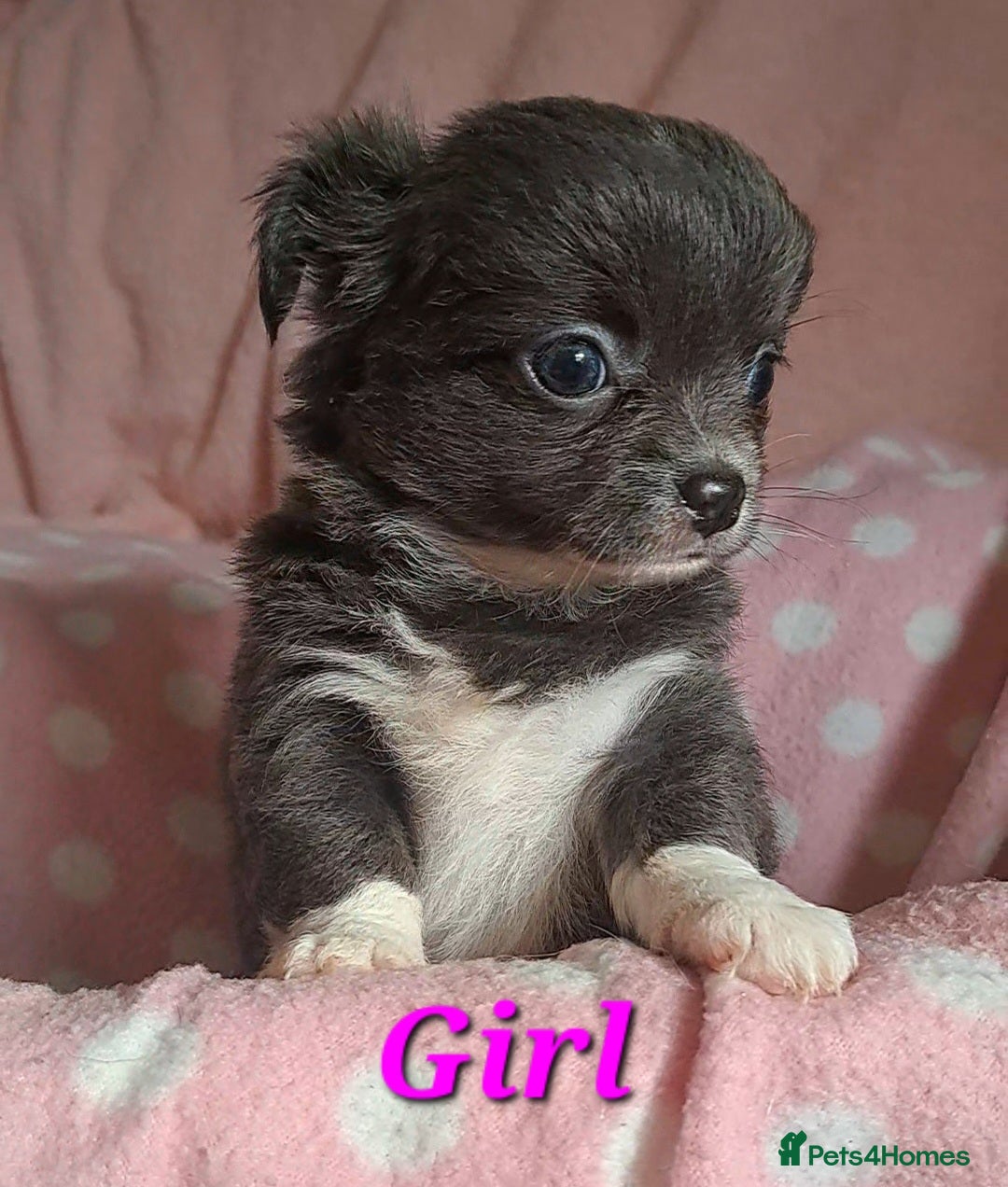 Chihuahua dogs Long Coat Chihuahua puppies for sale - Advert 3