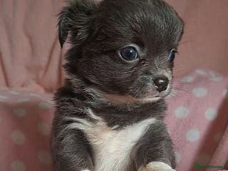 Chihuahua dogs Long Coat Chihuahua puppies for sale - Advert 3