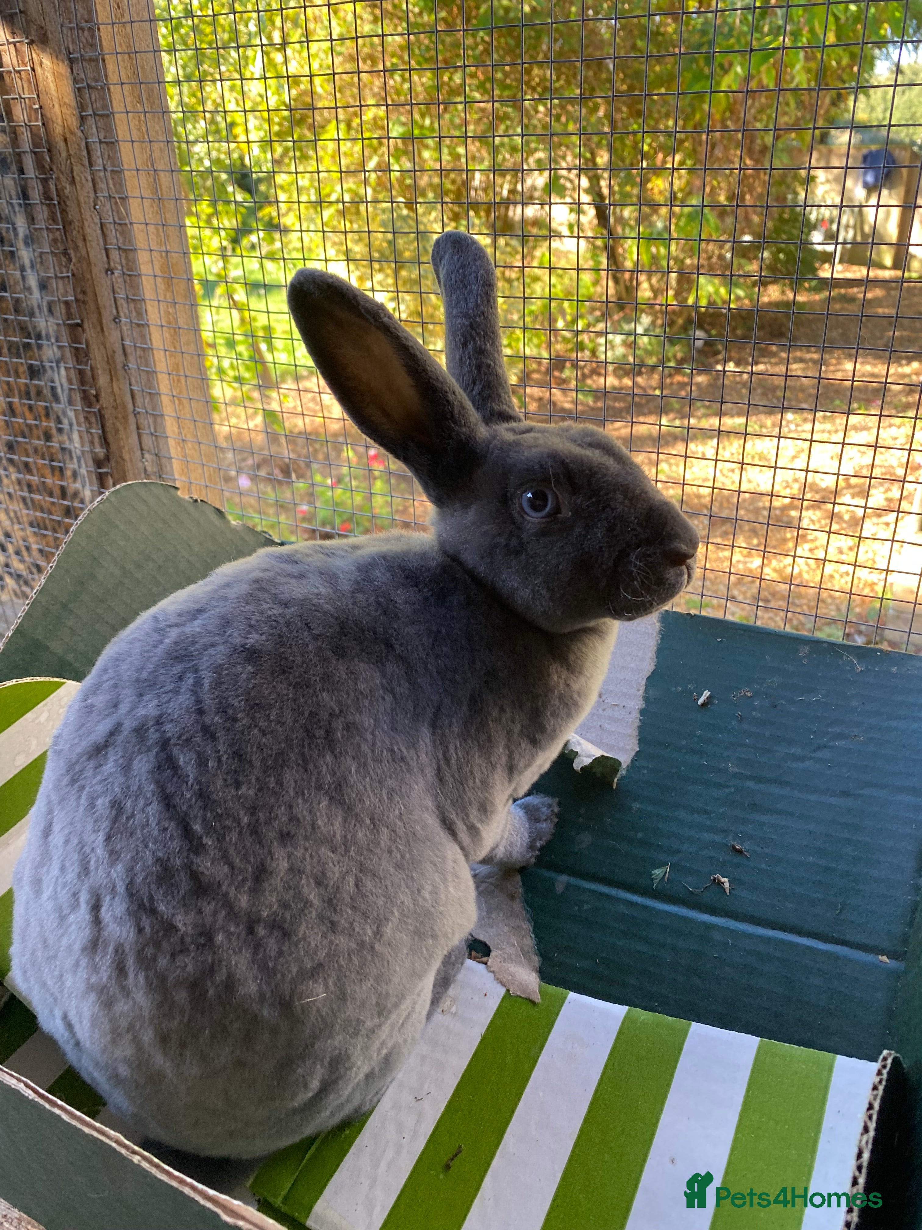 Rex rabbits Mini Rex -Tricolour Buck and VM Blue Doe - Advert 14