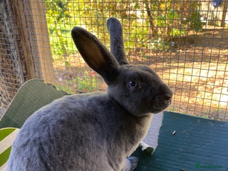 Rex rabbits Mini Rex -Tricolour Buck and VM Blue Doe - Advert 14