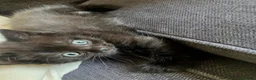 Scottish Fold cats for sale: Scottish Fold /Munchkin kittens - Advert 17