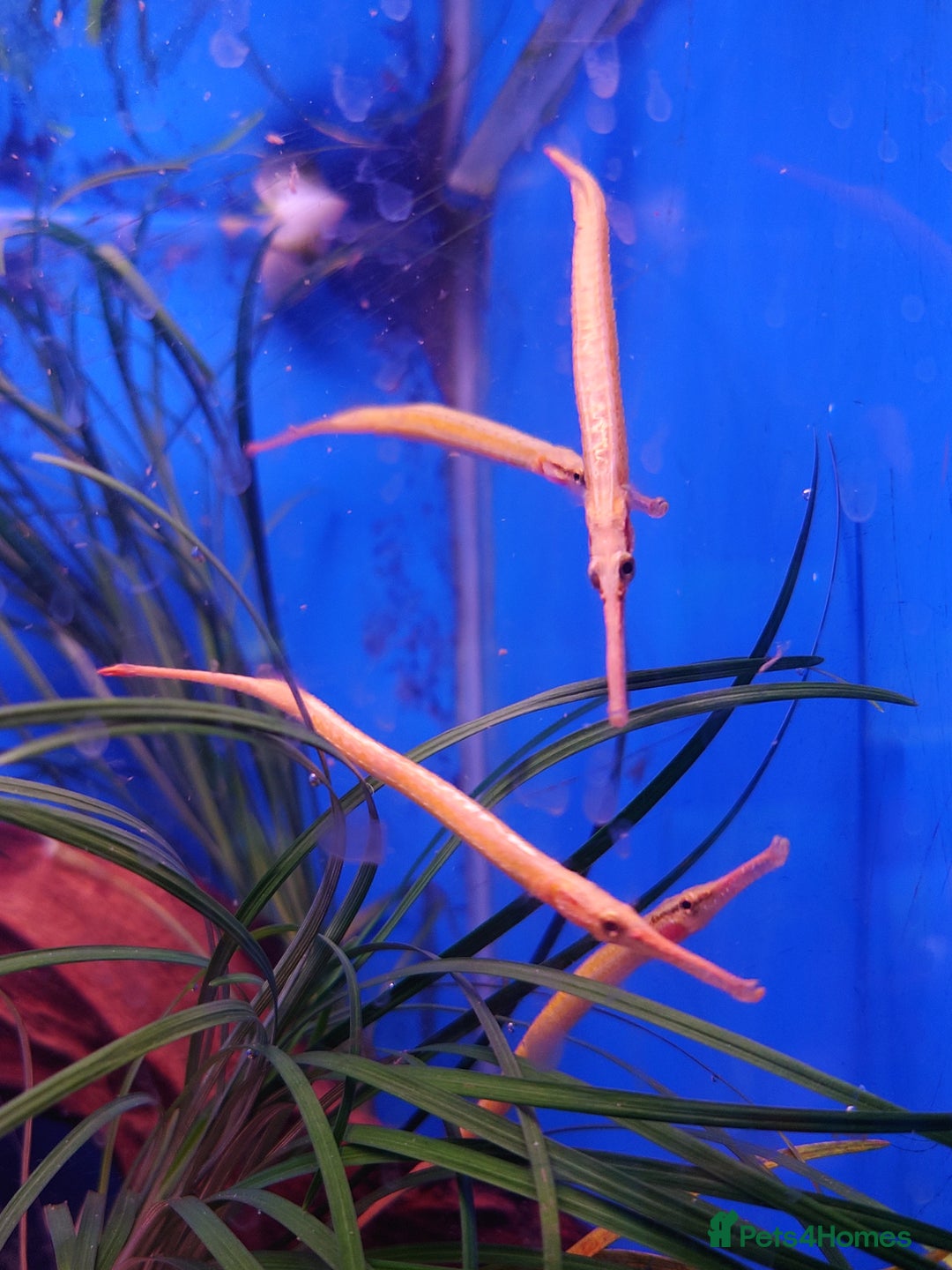 Other/Mixed Breed fish for sale: Fish Stock List - Updated Regularly  - Image 8