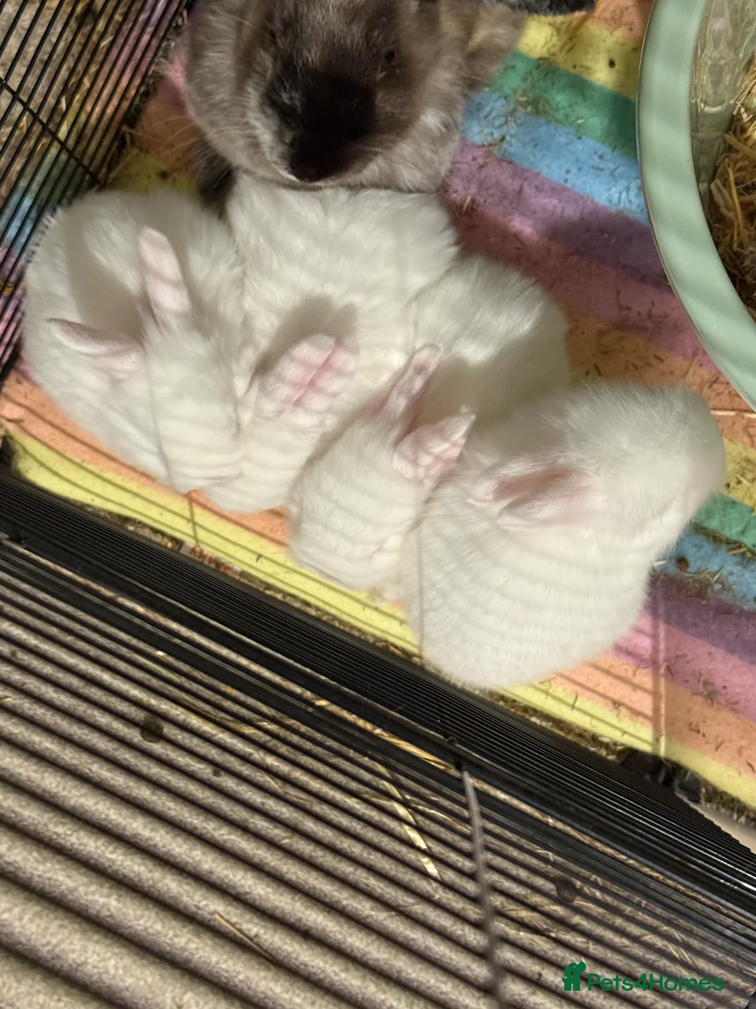 Mixed Breed rabbits for sale: 4 albino rabbits for sale - Advert 8