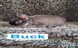Netherland Dwarf rabbits for sale: Pure Netherland Dwarf Baby Bunnies - Image 7