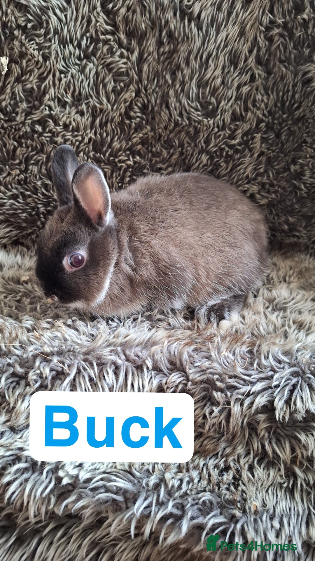 Netherland Dwarf rabbits for sale: Pure Netherland Dwarf Baby Bunnies - Image 7