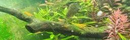 Shrimps fish for sale: Tropical Shrimp tanks + setup in Scunthorpe - Advert 5