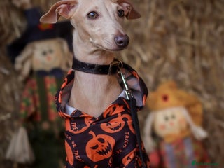 Italian Greyhound dogs in Liverpool - Advert 7