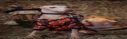Italian Greyhound dogs for stud: Romeo italian greyhound Russian Import for stud  in Liverpool - Advert 10
